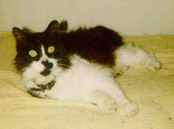 this is my cute cat! here is a song about my cat: She'll be coming round the mountain when she comes She'll be coming round the mountain when she comes She'll be coming round the mountain, she'll be coming round the mountain, She'll be coming round the mountain when she comes
